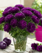 Violet Gremlin Aster – 50 Seeds