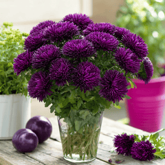 Collection image for: Aster
