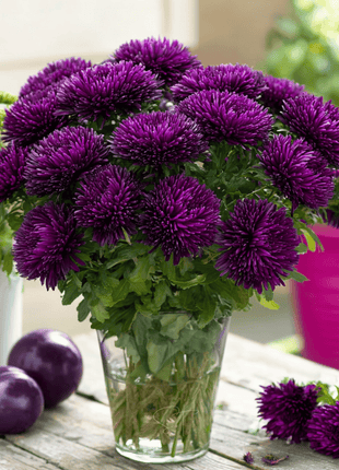 Violet Gremlin Aster – 50 Seeds