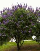 Vitex (Chaste Tree – Texas Lilac) – 20 Seeds