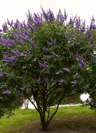 Vitex (Chaste Tree – Texas Lilac) – 20 Seeds