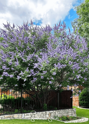 Vitex (Chaste Tree – Texas Lilac) – 20 Seeds