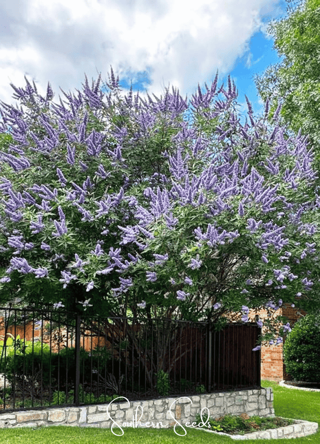 Vitex (Chaste Tree – Texas Lilac) – 20 Seeds