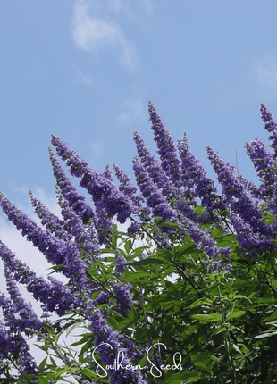 Vitex (Chaste Tree – Texas Lilac) – 20 Seeds