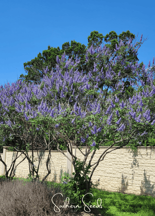 Vitex (Chaste Tree – Texas Lilac) – 20 Seeds