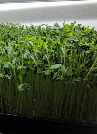 Speckled Pea Microgreens – 15 grams