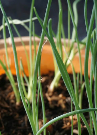 Davidor Shallot– 50 Seeds