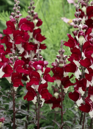 Night & Day Snapdragon - 200 Seeds