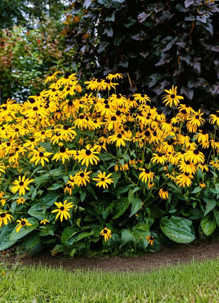 Black Eyed Susans – 100 Seeds