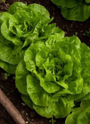 Bibb Summer Lettuce – 500 Seeds