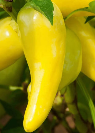 Hungarian Wax Pepper – 30 Seeds