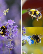 Bee Friendly Collection – 10 Flower Varieties