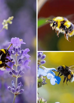 Bee Friendly Collection – 10 Flower Varieties