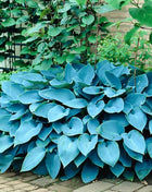 Blue Hosta – 25 Seeds