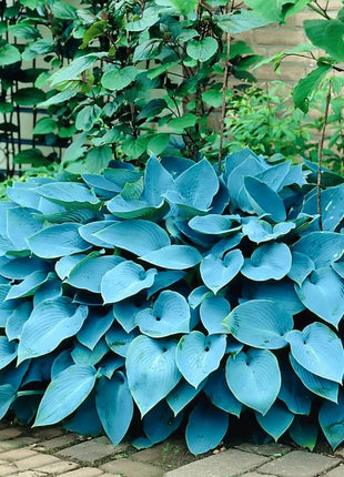 Blue Hosta – 25 Seeds