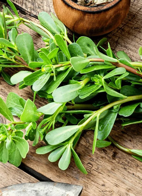 Purslane – 100 Seeds