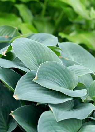Blue Hosta – 25 Seeds