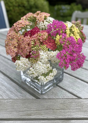 Summer Berries Yarrow Mix – 50 Seeds