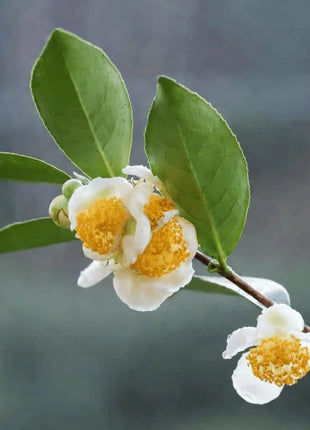 Tea Plant - 5 Seeds