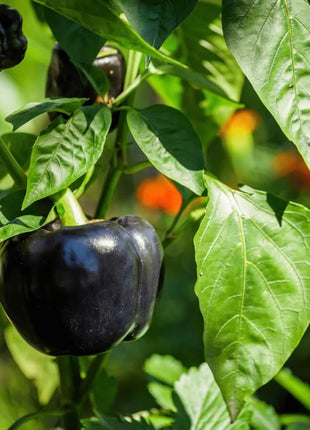Purple Beauty Sweet Pepper – 30 Seeds