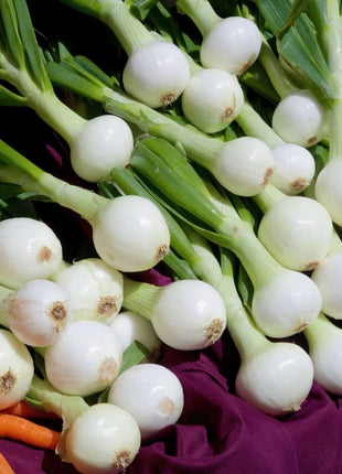Walla Walla Onion – 200 Seeds