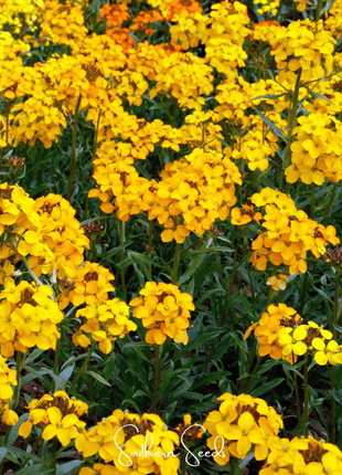 Siberian Wallflower – 250 Seeds