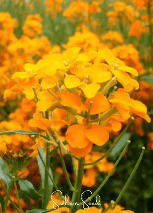Siberian Wallflower – 250 Seeds