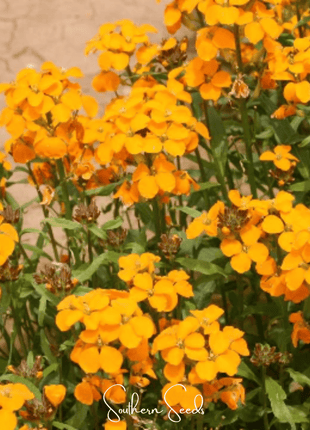 Siberian Wallflower – 250 Seeds