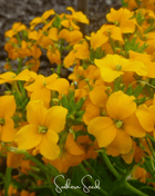 Siberian Wallflower – 250 Seeds