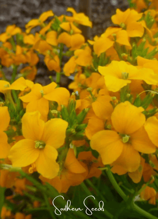 Siberian Wallflower – 250 Seeds