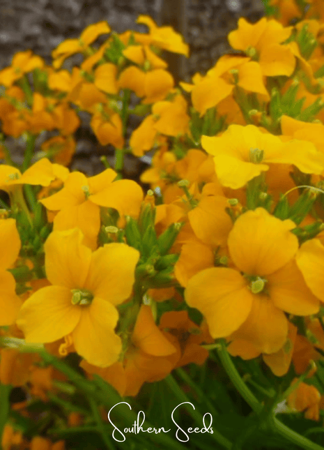 Siberian Wallflower – 250 Seeds
