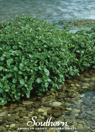 Watercress – 200 Seeds