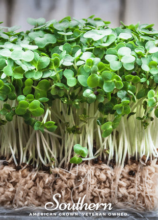 Watercress – 200 Seeds