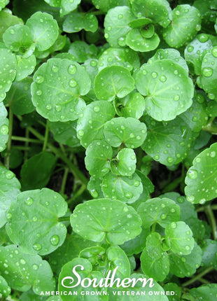 Watercress – 200 Seeds