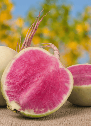 Watermelon Radish – 50 Seeds