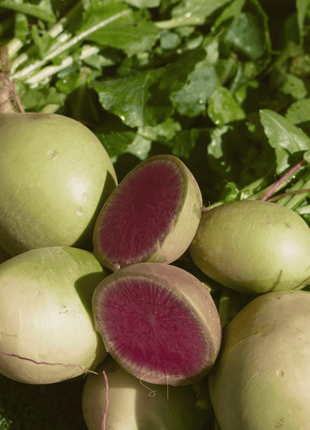 Watermelon Radish – 50 Seeds