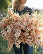 Column Stock Apricot - 50 Seeds