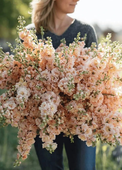 Column Stock Apricot - 50 Seeds