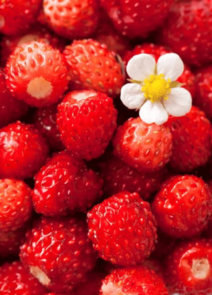 Wild Red Strawberry – 200 Seeds