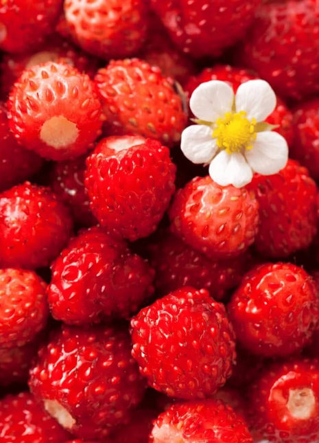 Wild Red Strawberry – 200 Seeds