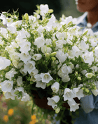 White Canterbury Bells – 100 Seeds