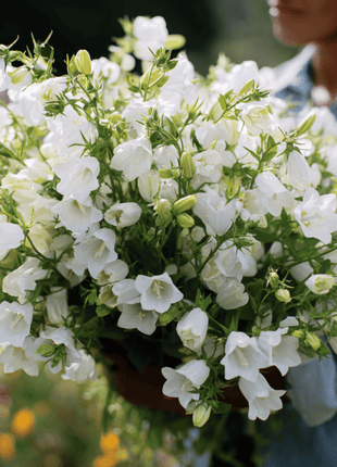 White Canterbury Bells – 100 Seeds