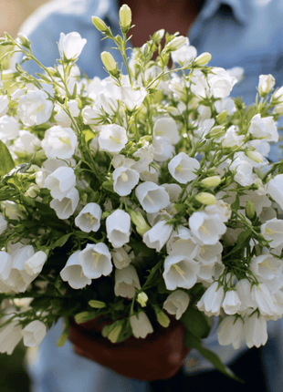 White Canterbury Bells – 100 Seeds