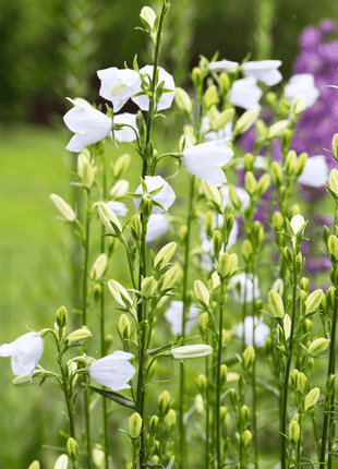 White Canterbury Bells – 100 Seeds