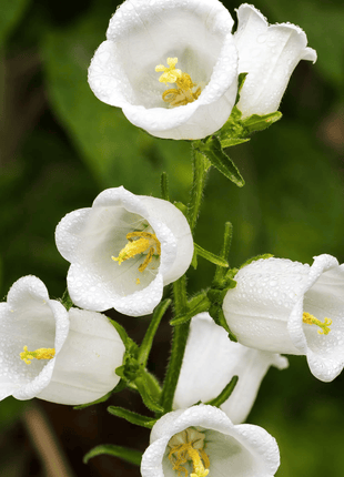 White Canterbury Bells – 100 Seeds