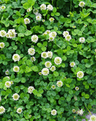 White Clover (Irish Clover) - 1,000 Seeds