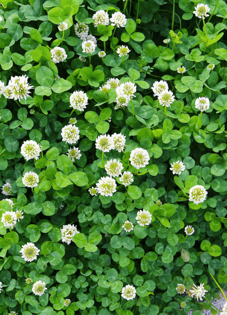 White Clover (Irish Clover) - 1,000 Seeds