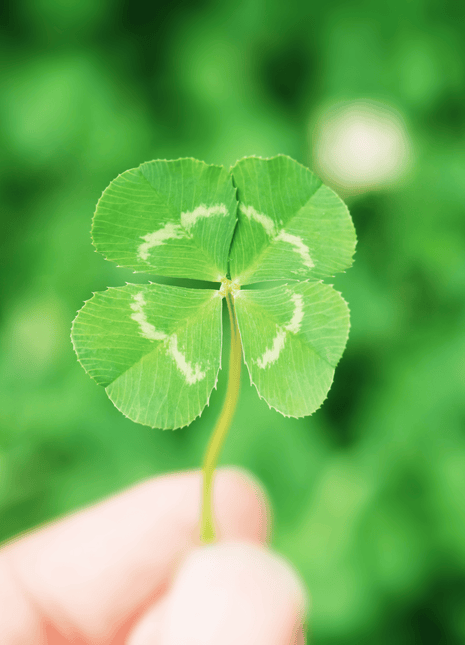 White Clover (Irish Clover) - 1,000 Seeds