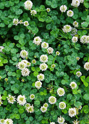 White Clover (Irish Clover) - 1,000 Seeds