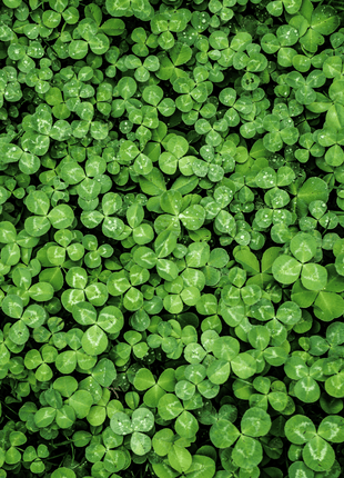 White Clover (Irish Clover) - 1,000 Seeds